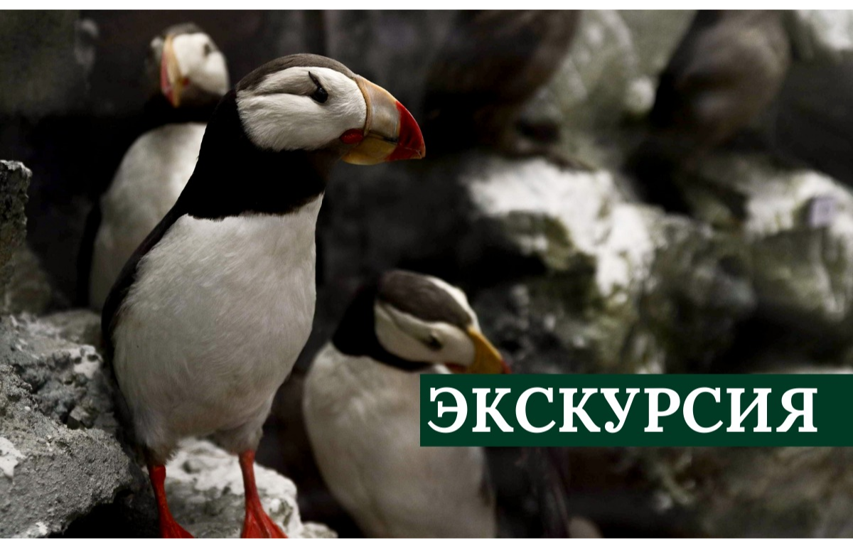 Зоологический музей МГУ имени М.В. Ломоносова: Обзорная экскурсия по ...